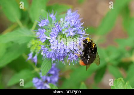 Bourdon à queue rouge, Bombus lapidarius, se nourrissant de pollen et de nectar des fleurs de Caryopteris. Banque D'Images