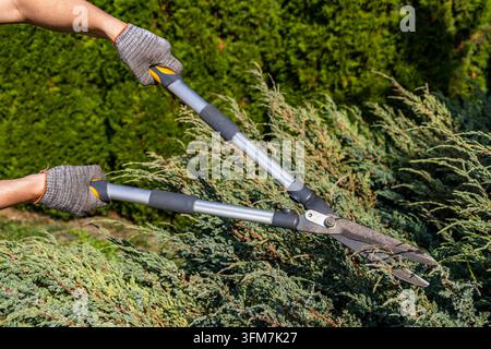 Des mains gantées de gants de protection utilisent de longues cisailles télescopiques pour tailler un buisson ornemental vert lors de l'entretien régulier d'un jardin en extérieur. Banque D'Images