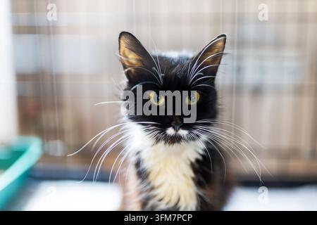 Chat à poils longs noir et blanc assis droit sur une surface intérieure, fixant droit devant lui avec des yeux verts vifs et des moustaches blanches proéminentes. Banque D'Images