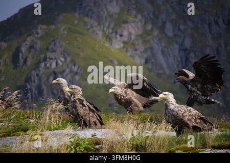 Cinq aigles de mer / aigles à queue blanche sur un rocher herbeux devant une falaise. L'un atterrit et l'autre décolle. Banque D'Images