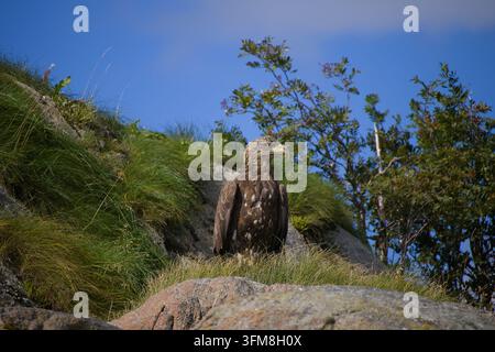 Un aigle de mer / aigle à tête blanche debout sur un rocher, devant un petit arbuste avec un ciel bleu nuageux en arrière-plan Banque D'Images