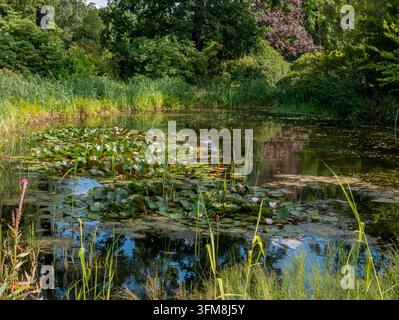 Étang de jardin paisible entouré d'arbres luxuriants, de hautes joncs, d'eau réfléchissante, de nénuphars flottants et de fleurs aquatiques en fleurs dans un cadre naturel tranquille Banque D'Images