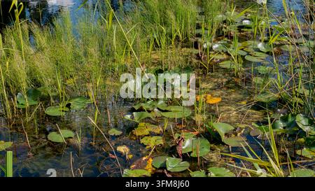 Nymphéas et hautes herbes poussant sur un étang peu profond, avec des reflets, une végétation aquatique, de l'eau boueuse et un feuillage vert dense de zone humide dans un n Banque D'Images