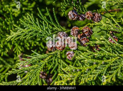 Branches de thuya vertes avec des cônes de graines bruns, vue rapprochée pour un fond botanique à feuillage persistant, aménagement paysager de jardin et bannière d'environnement naturel Banque D'Images