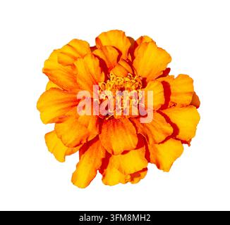Fleur de souci orange isolée sur fond blanc, fleur de Tagetes vibrante avec pétales superposés et centre détaillé pour un design botanique et floral Banque D'Images