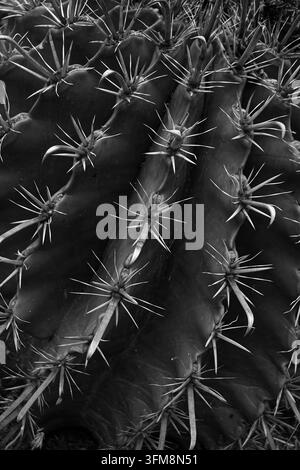 Détail des épines de cactus, amas dards pointus de la plante Ferocactus en fond texture. Noir et blanc. Banque D'Images
