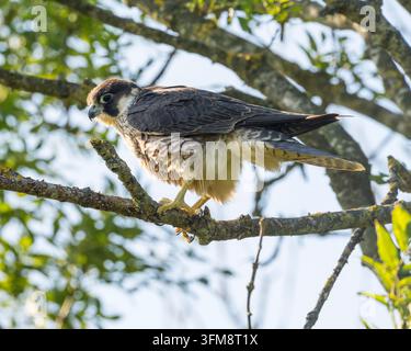 Faucon pèlerin (Falco peregrinus) dans un arbre Banque D'Images