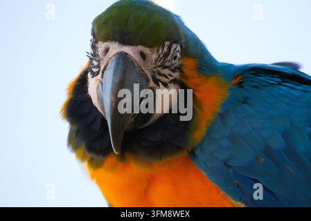 Un Ara bleu et or (Ara ararauna) montrant son motif distinctif de plumes du visage et son plumage bleu, jaune et vert éclatant. Banque D'Images