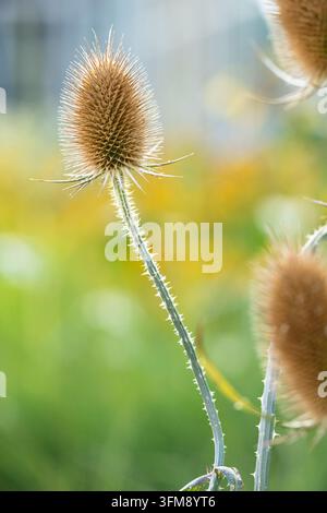 Tête de graine de cardère sèche sur une tige épineuse avec un bokeh vert et doré coloré dans la nature en fin d'été Banque D'Images
