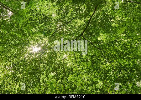 La lumière du soleil filtre à travers une canopée dense de feuilles et de branches vert vif, créant un effet de burst radieux. Tobias Eicher Banque D'Images