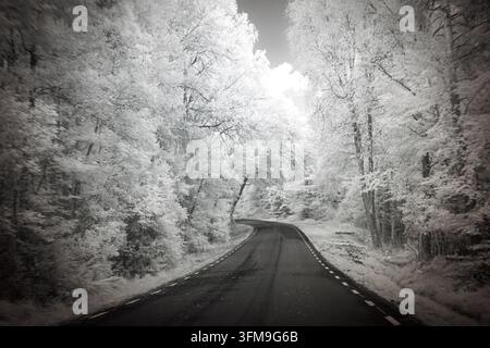 Une route sinueuse traverse des arbres dans un paysage monochrome. La scène montre un feuillage dans des tons blancs éclatants sous une lumière proche infrarouge. Banque D'Images