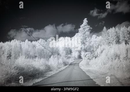 Une route sinueuse traverse des arbres denses sous un ciel nuageux. La scène montre le paysage en tons monochromes près infrarouges, mettant en évidence les arbres Banque D'Images