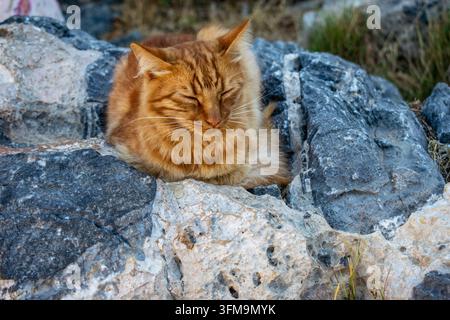 Chat roux tigré reposant paisiblement parmi les rochers à Lindos sur l'île grecque de Rhodes, Grèce. Banque D'Images