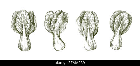 Chinois pak choi ou Buck choy chou. Illustration détaillée en noir et blanc dans le style de gravure. Ensemble d'éléments de conception vectorielle isolés. Illustration de Vecteur