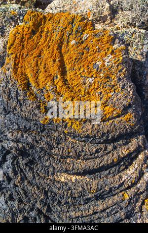 Lichens orange poussant sur une lave pahoehoe noire. Un gros plan vertical des formations rocheuses volcaniques texturées à Lanzarote, îles Canaries. Banque D'Images