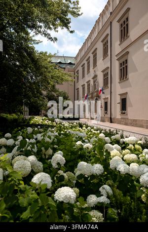 Des hortensias blancs fleurissent à côté d'un bâtiment historique au sein du complexe du château de Wawel. Banque D'Images