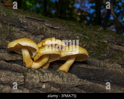 Un groupe de champignons à écailles dorées (Pholiota aurivella), Québec, Canada Banque D'Images