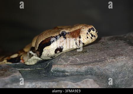 Dunkler Tigerpython / python birman / Python molurus bivittatus Banque D'Images