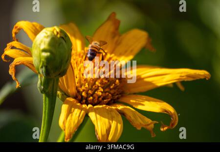 Vue macro d'une abeille butineuse collectant du nectar sur des pétales jaunes vibrants contre un fond doux et étincelant Banque D'Images