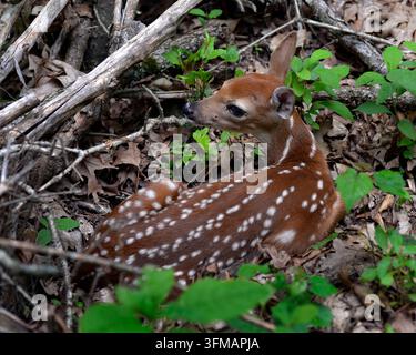 Faon de cerf de Virginie (Odocoileus virginianus) avec des taches cachées parmi les feuilles et le feuillage sur le sol forestier. Banque D'Images