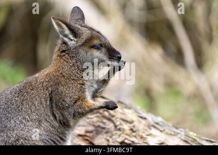 Wallaby des marais (Wallabia bicolor) se toilettant sur une bûche tombée, portrait en gros plan, Victoria, Australie. Banque D'Images