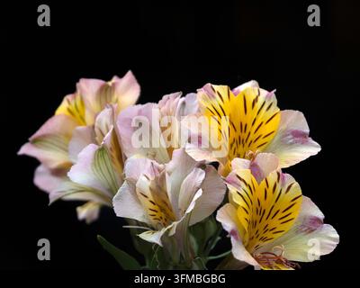Grossissement des fleurs d'Alstroemeria Majestic 'Chartrene' dans un jardin en fin d'été isolé sur fond noir Banque D'Images
