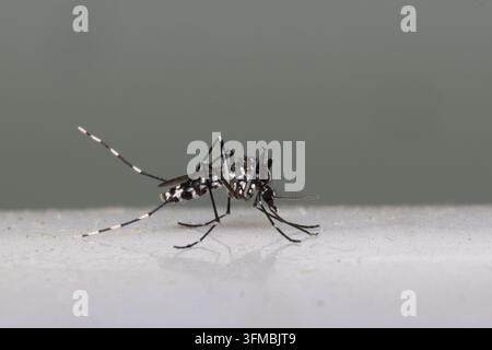 Moustique Aedes aegypti reposant, transmettant des maladies telles que la dengue, le zika et la fièvre jaune Banque D'Images