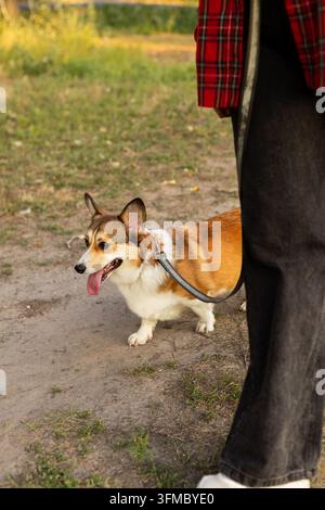 Le petit chien à la langue rouge haletant marche le long d'un chemin de terre tout en portant un harnais relié à une laisse tenue par une personne vêtue de vêtements à carreaux Banque D'Images