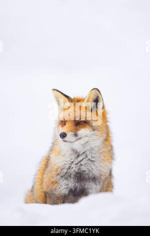 Renard roux (Vulpes vulpes). Adulte assis dans la neige. Italie Banque D'Images