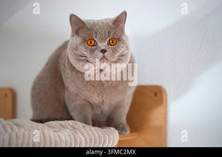 British Shorthair. Adulte sur un poteau à gratter Banque D'Images