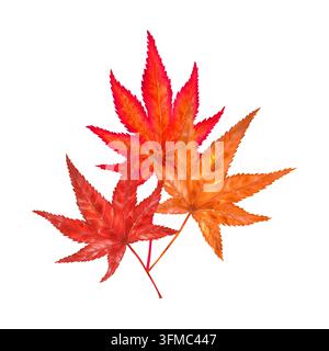 Cluster de feuilles d'érable asiatique en aquarelle aux couleurs vives rouge, orange et dorées d'automne. Arrangement botanique peint à la main pour cartes, invitations, étiquettes Banque D'Images