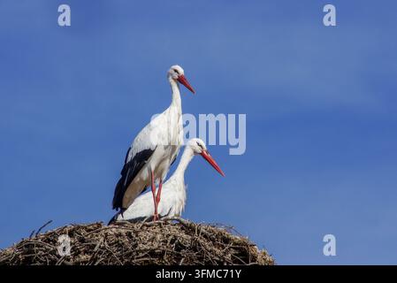 Paire de cigognes blanches européennes (Ciconia ciconia) debout sur leur nid près de Comporta, Portugal Banque D'Images