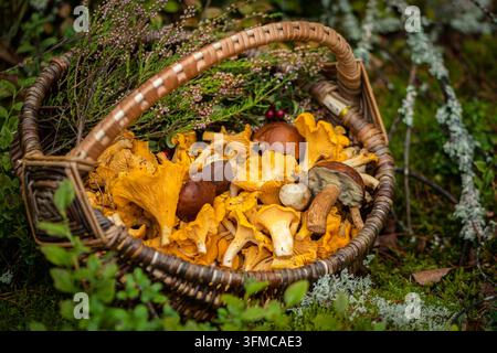 Panier en osier rempli de chanterelles dorées fraîchement cueillies avec quelques spécimens de bolet posés sur la mousse dans une forêt en automne Banque D'Images