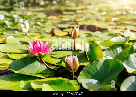 Les nénuphars roses fleurissent parmi les nénuphars vibrants flottant sur un étang de lac calme et ensoleillé. Les feuilles de lotus fraîches vertes reflètent le soleil doré, créant Banque D'Images