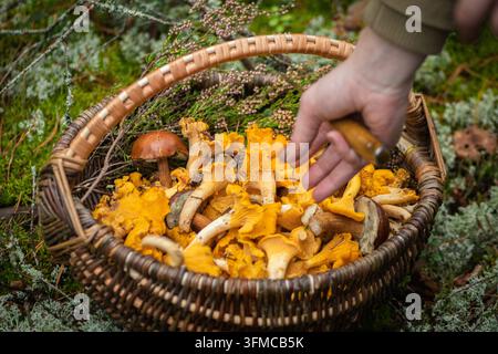 Main d'une fille remplissant un panier en osier rempli de chanterelles dorées fraîchement cueillies avec quelques spécimens de bolet posés sur la mousse dans un Banque D'Images