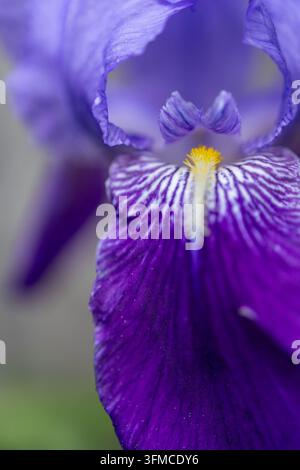 Fleur d'iris violet éclatant en gros plan extrême Banque D'Images