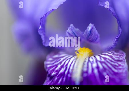 Vue macro extrême d'une magnifique fleur d'iris violette Banque D'Images