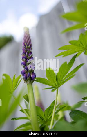Une fleur de lupin violette avec des boutons prêts à s'épanouir Banque D'Images