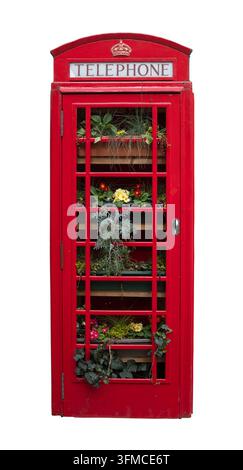 Kiosk téléphonique rouge britannique traditionnel isolé réaménagé en jardin vertical de fleurs sur fond blanc Banque D'Images
