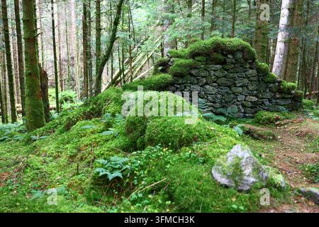 Ancien mur de pierre couvert de mousse dans une forêt luxuriante et verte Banque D'Images