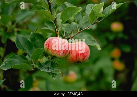 Une paire de pommes rouges fraîches poussant sur une branche d'arbre Banque D'Images