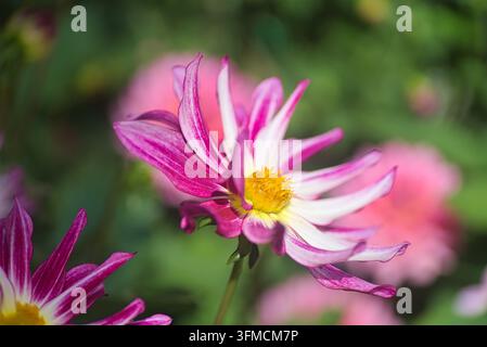Belle fleur de dahlia rouge cramoisi et blanc lumineuse avec centre jaune sur fond vert. Variété de dahlia unique cultivée à la maison. Photographie macro Banque D'Images