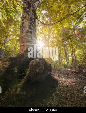 Majestueux vieux hêtre aux racines moussues et aux rayons de lumière en forme d'étoile dans la forêt du Monte Amiata. Toscane, Italie Banque D'Images