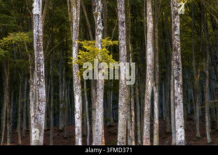 Troncs de hêtres dans une forêt d'automne sur le Monte Amiata près d'Abbadia San Salvatore. Province de Sienne, Toscane, Italie Banque D'Images