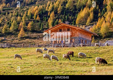 Troupeau de moutons paissant sur une alpe près d'une maison en automne Banque D'Images