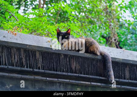 Le chat au Palais Chaotian de Nanjing Banque D'Images