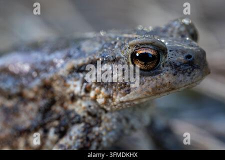 Portrait rapproché du crapaud commun Bufo bufo montrant un œil doré et une peau texturée Banque D'Images