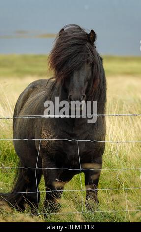 Cheval islandais debout dans un champ herbeux derrière une clôture en fil de fer Banque D'Images