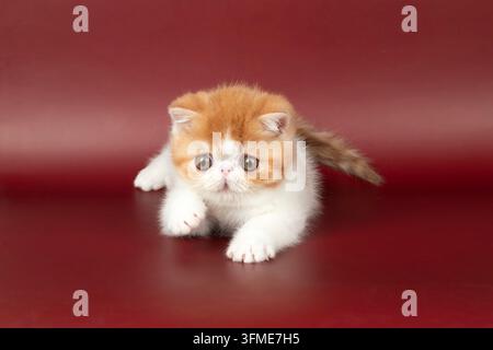 Petits chatons rouges magnifiques exotiques sur un fond bordeaux dans le studio. La couleur du chaton persan est rouge avec du blanc Banque D'Images