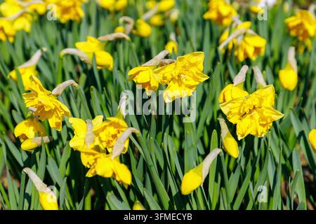 Narcisse papillons en fleurs, Hybride de narcisse, Chanterelle Banque D'Images